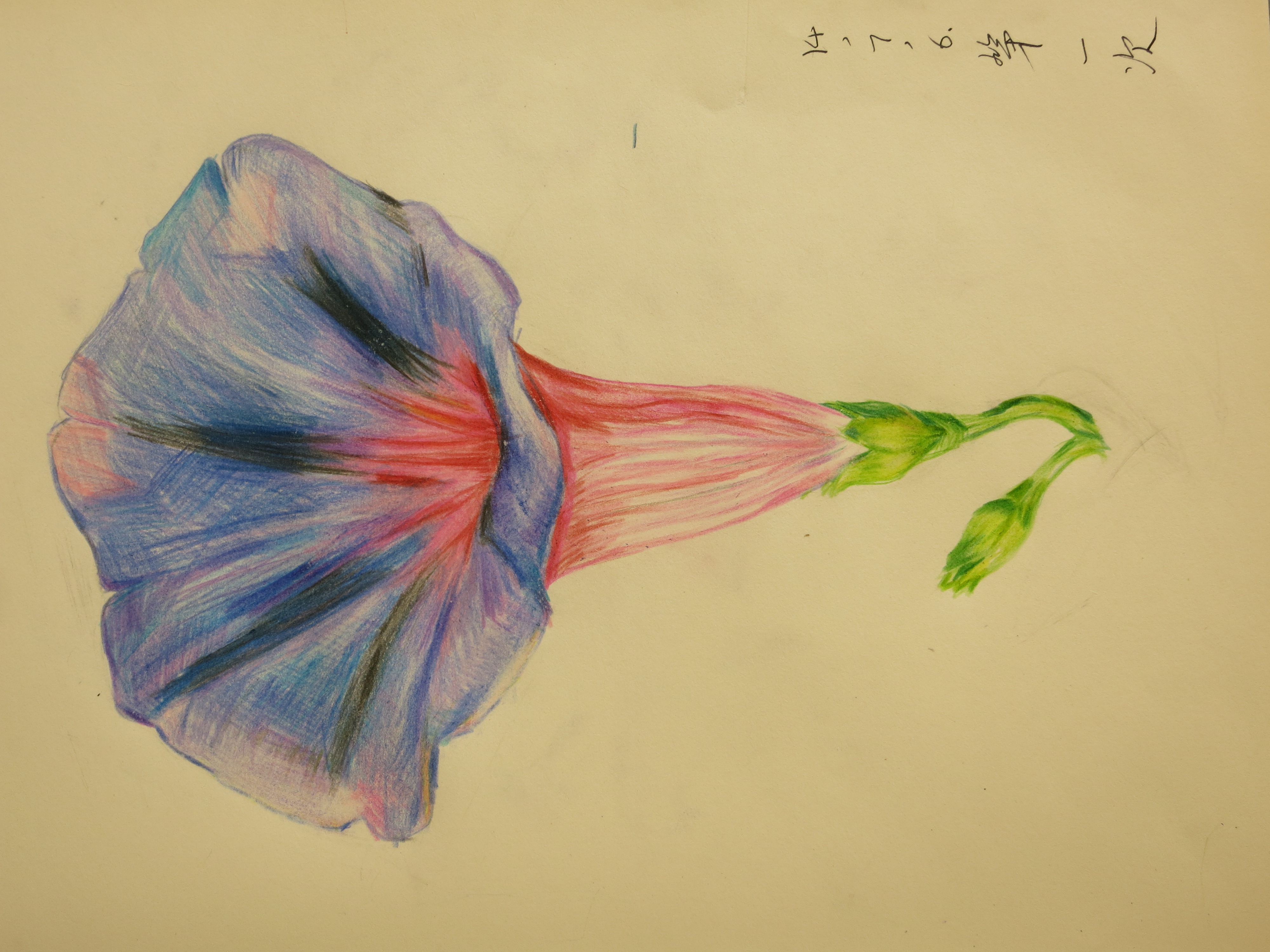 彩铅,,花朵第一次画