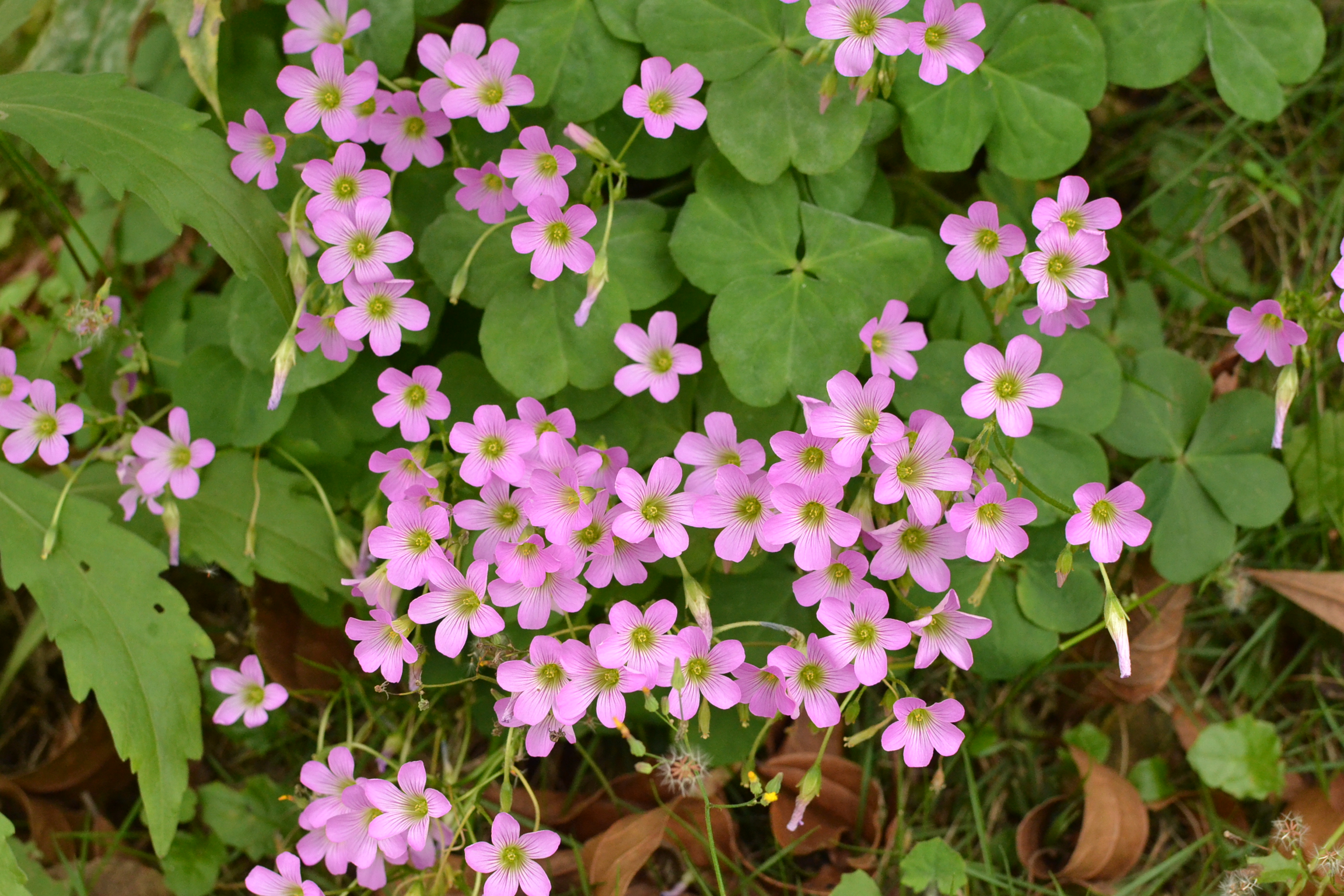 紫花酢浆草