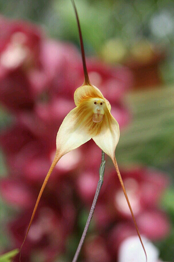 猴脸兰花,学名"猴面小龙兰(dracula simia,此兰花所开花朵长像怪异