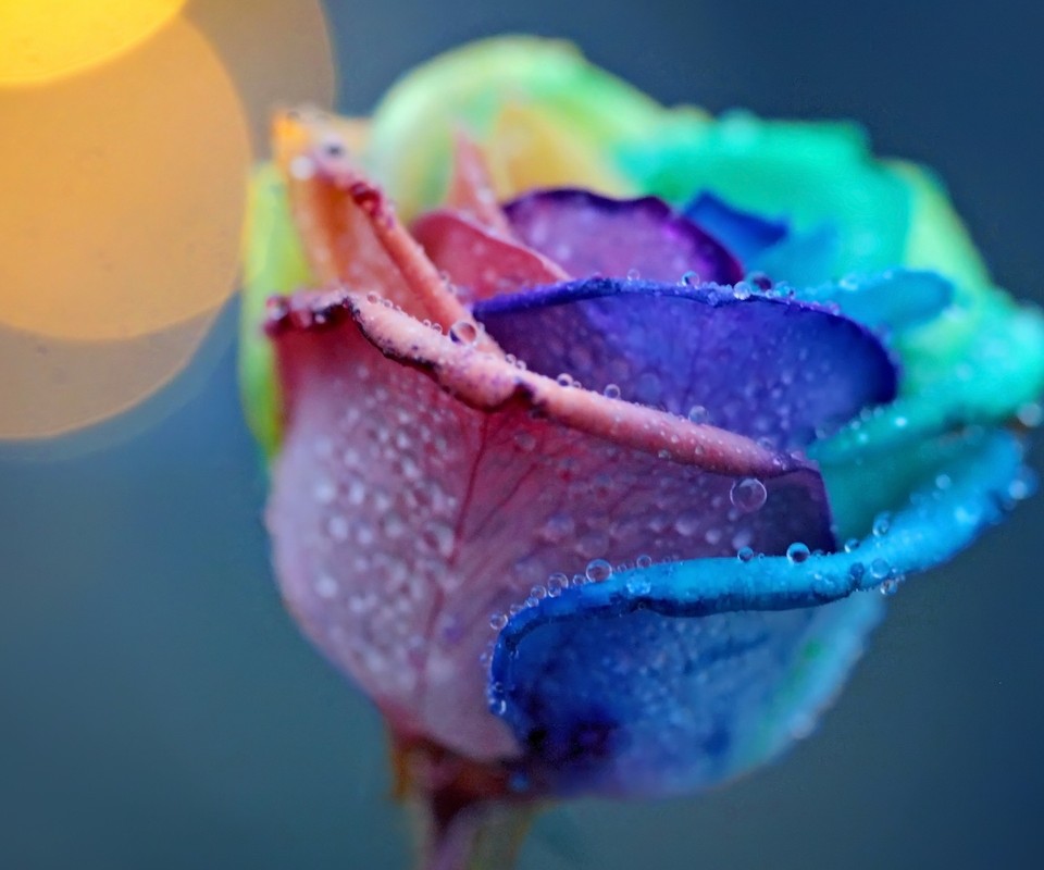 七彩壁纸【960x800】彩色 玫瑰 rose