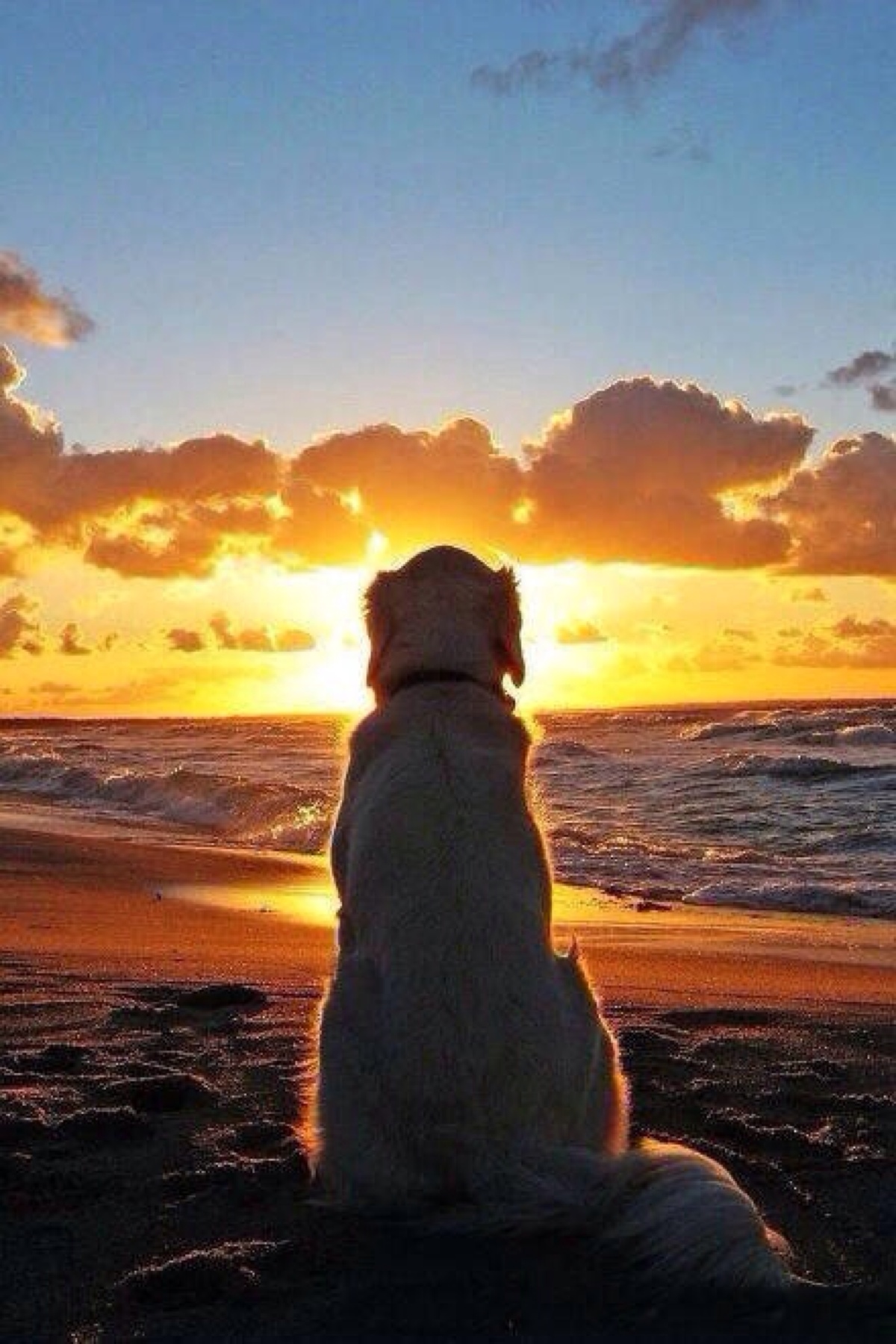 温顺的金毛…爱你7815 - 堆糖,美图壁纸兴趣社区