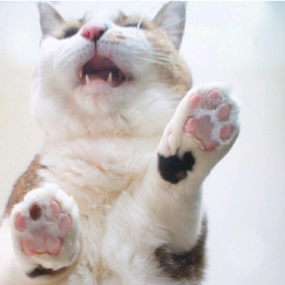 猫咪小手
