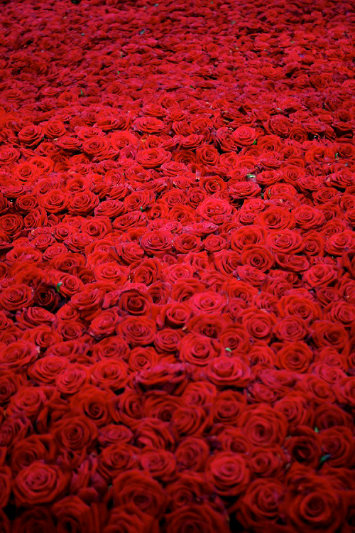 玫瑰花真实花海图片