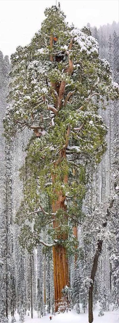 世界上最大的松树图片