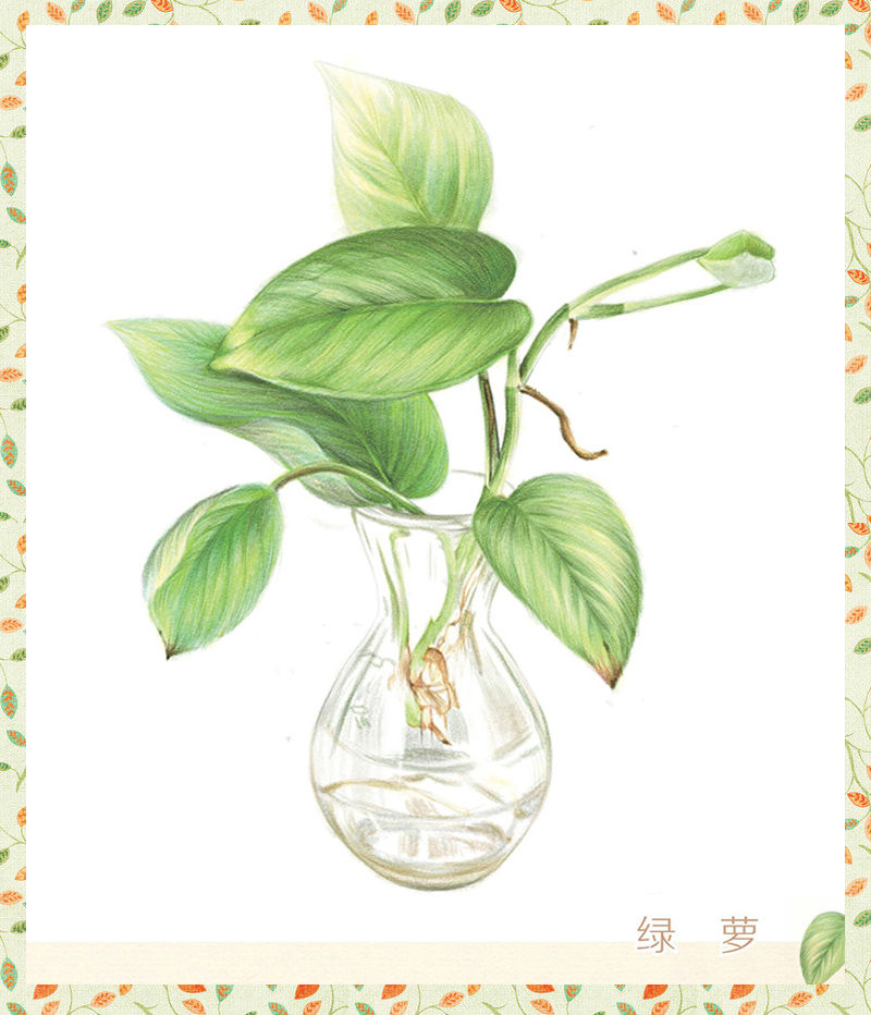 【绿萝】收藏图大多为手绘,由于时间久图片多,故而出处大都不太记得
