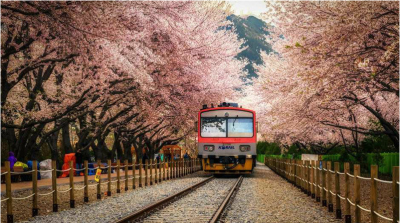 日本樱花火车图片唯美图片