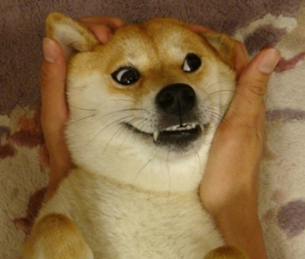 doge - 堆糖,美图壁纸兴趣社区