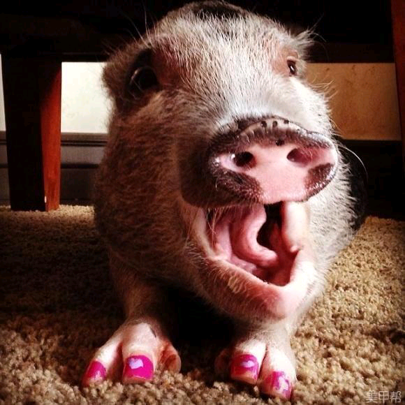 猪做美甲的表情图图片