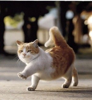 慵懒的猫咪