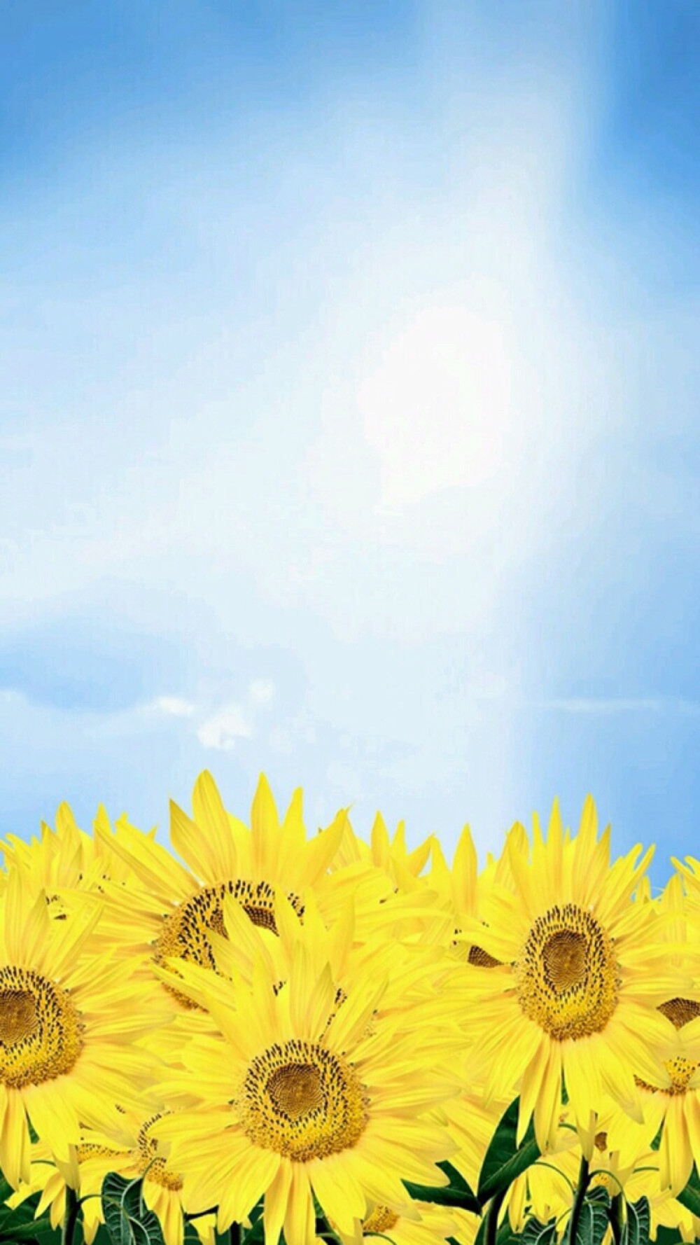 iphone壁纸 桌面 背景 花 向日葵