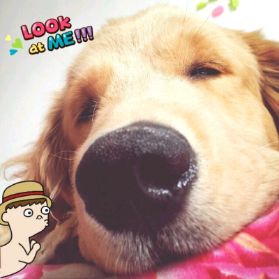 汪星人 金毛 萌宠 我的臭宝贝(&gt;^ω^&lt;)