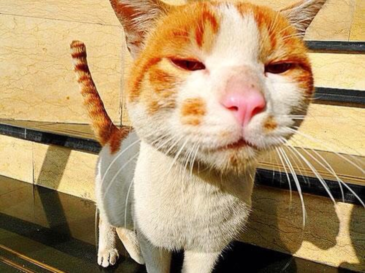 谁是大脸猫,你才是大脸猫,你全家都是大脸猫,喵