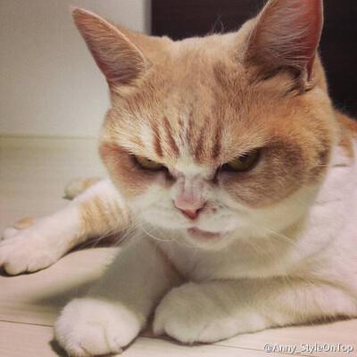 面带杀气的猫猫,这小眼神儿