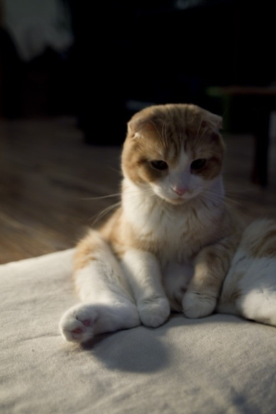 肥猫