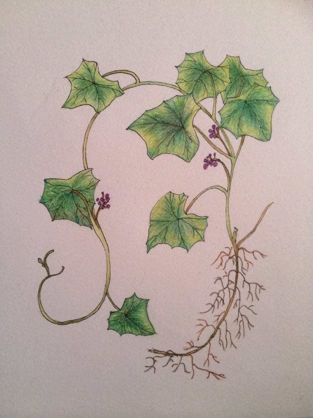 葡萄藤和叶子的画法图片