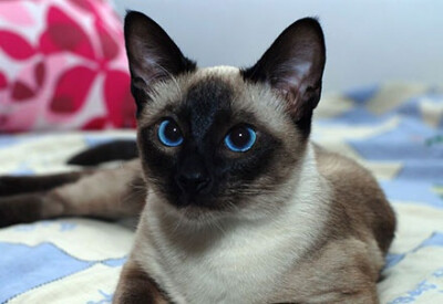 收集   点赞  评论  可爱 猫猫 喵星人 猫咪 宠物 动物 暹罗猫 好想养