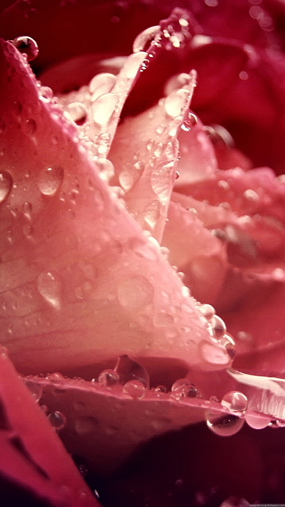 三星手机壁纸【1440x2560】红玫瑰 水滴 玫瑰花 rose