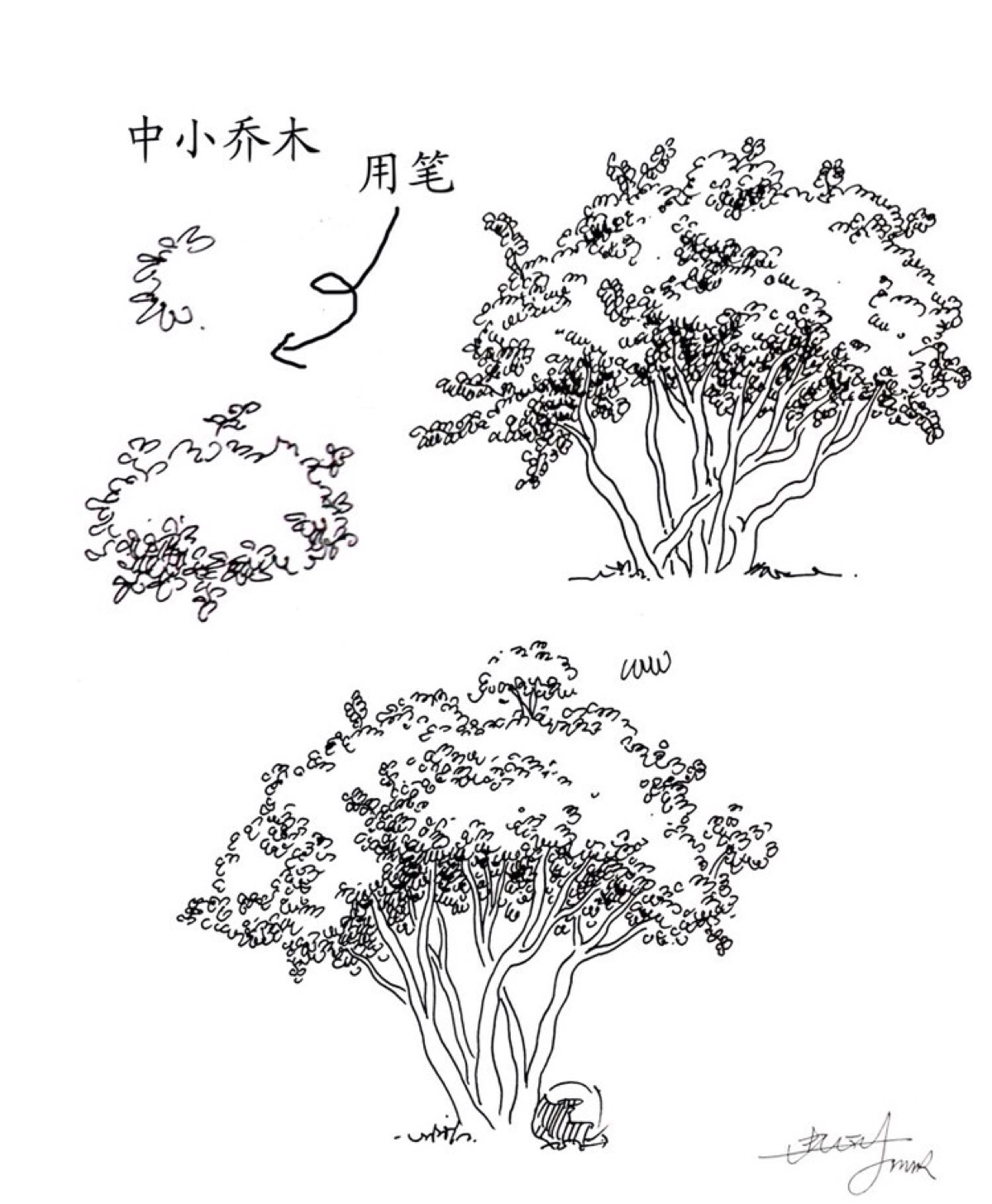 环设景观植物手绘技法