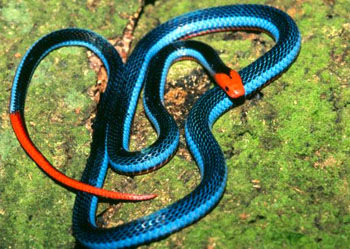 蓝长腺丽纹蛇