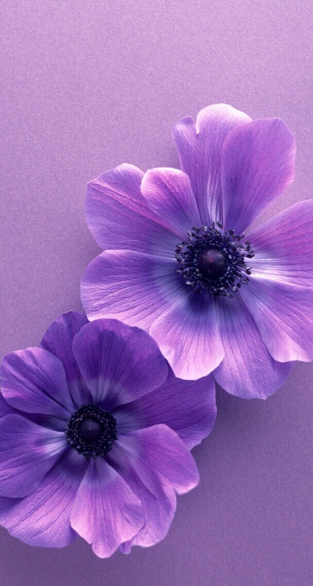 紫花手机壁纸图片