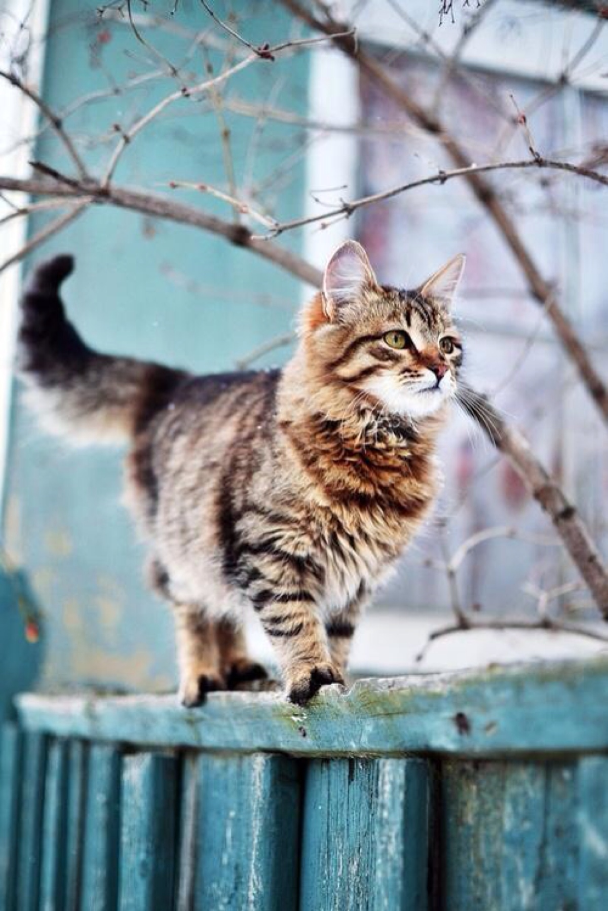 猫性不可失