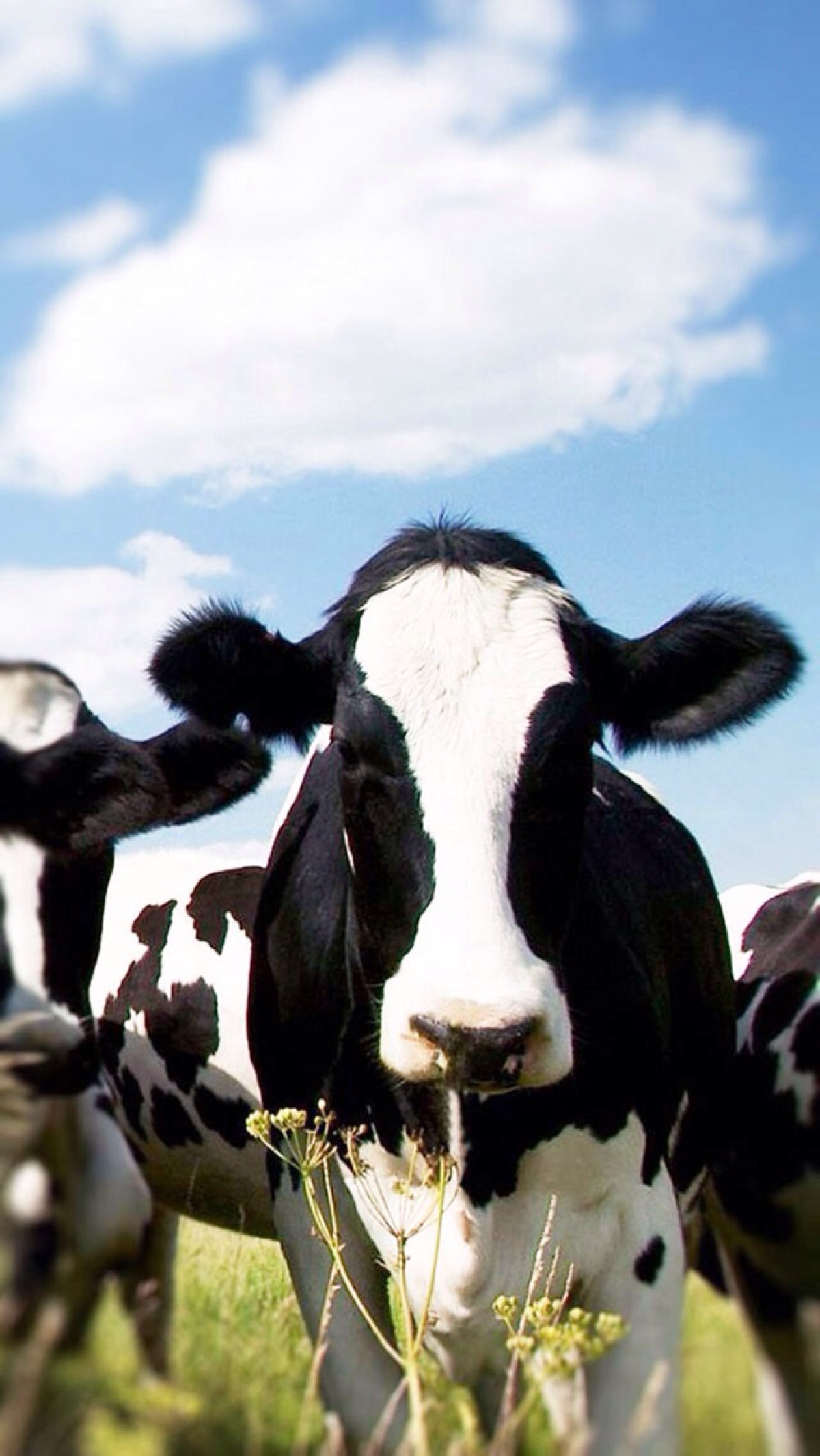 澳大利亚荷斯坦奶牛图片
