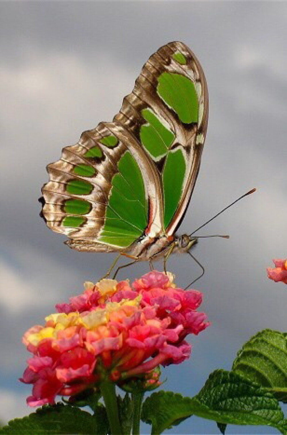 蝴蝶与花手机壁纸图片