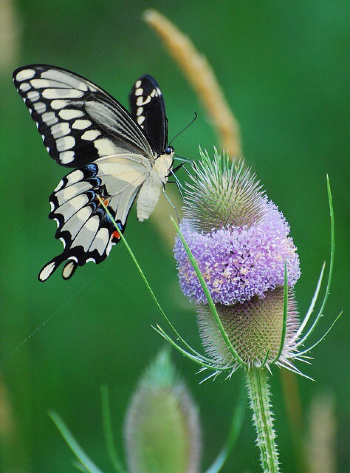 蝴蝶与花手机壁纸图片