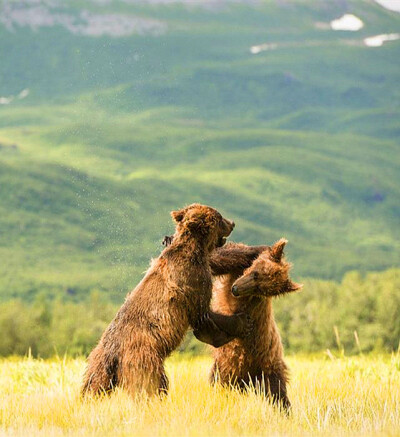 北极熊vs棕熊图片