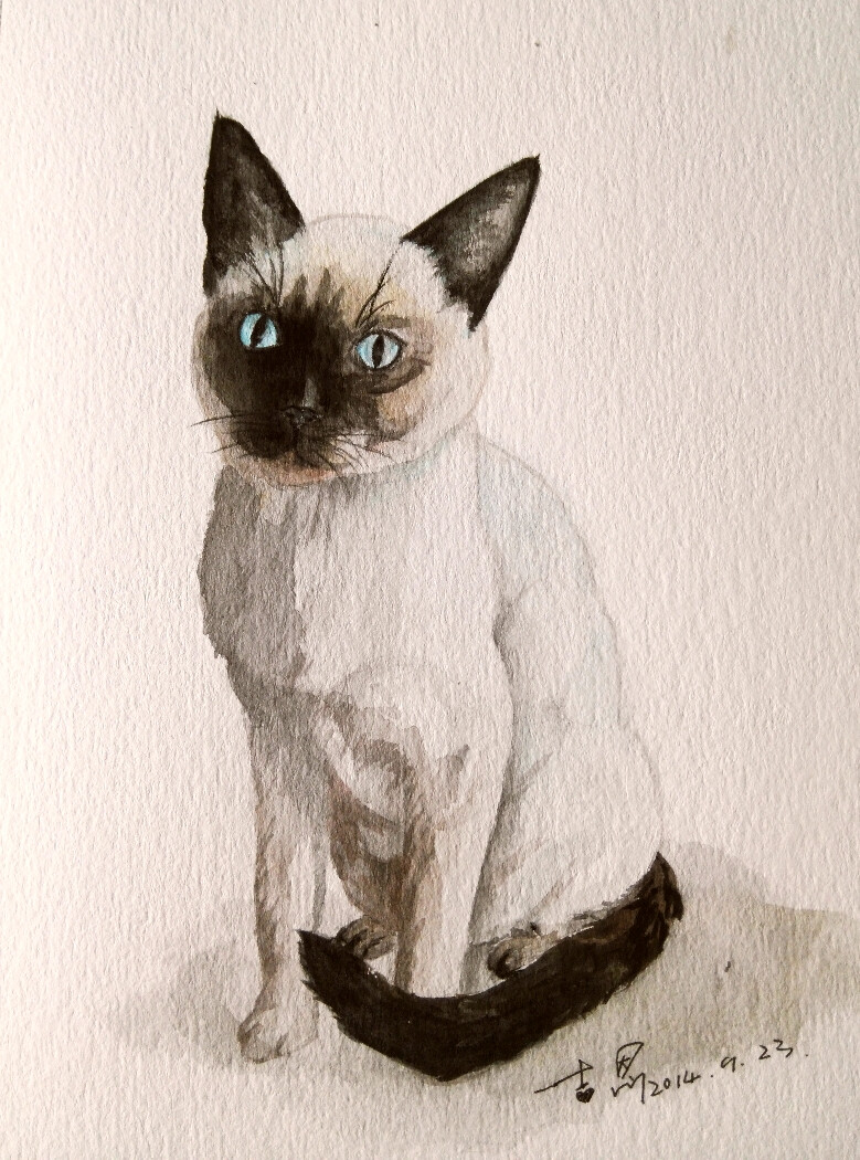 2014年10月10日 19:27   关注  插画 暹罗猫 水彩画猫 评论 收藏