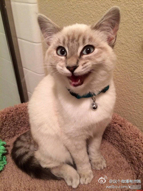 喵大笑起来原来是这个样子的哈哈…………不过最后一张画风好像不对啊