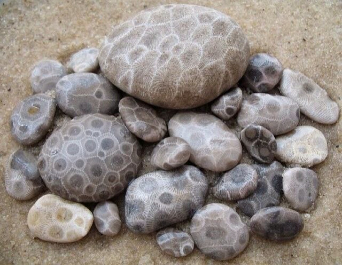 自然的龟甲,密歇根州石(petoskey stone)