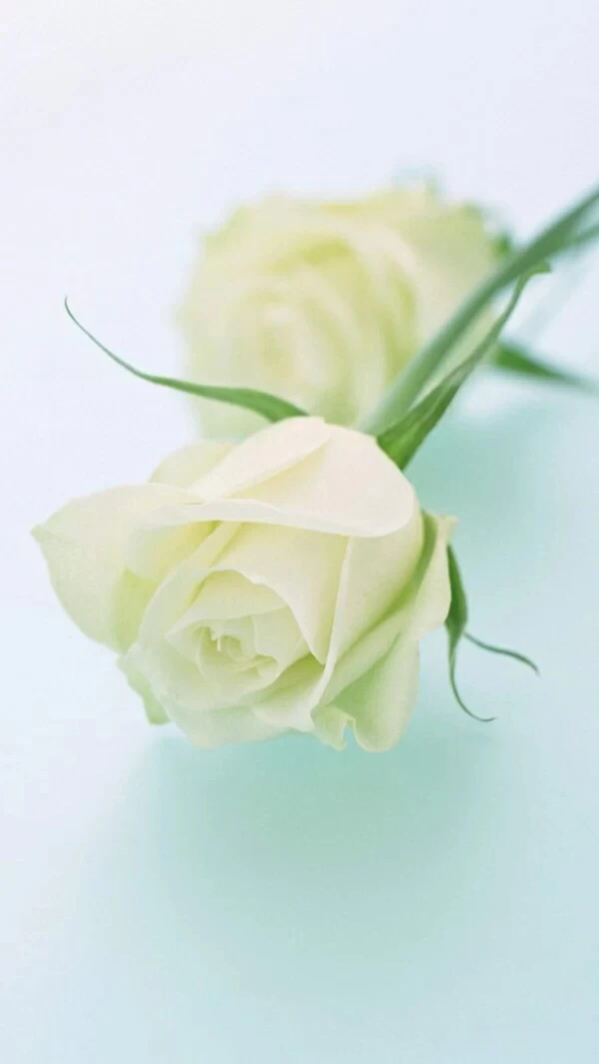 白玫瑰图片唯美 一支图片