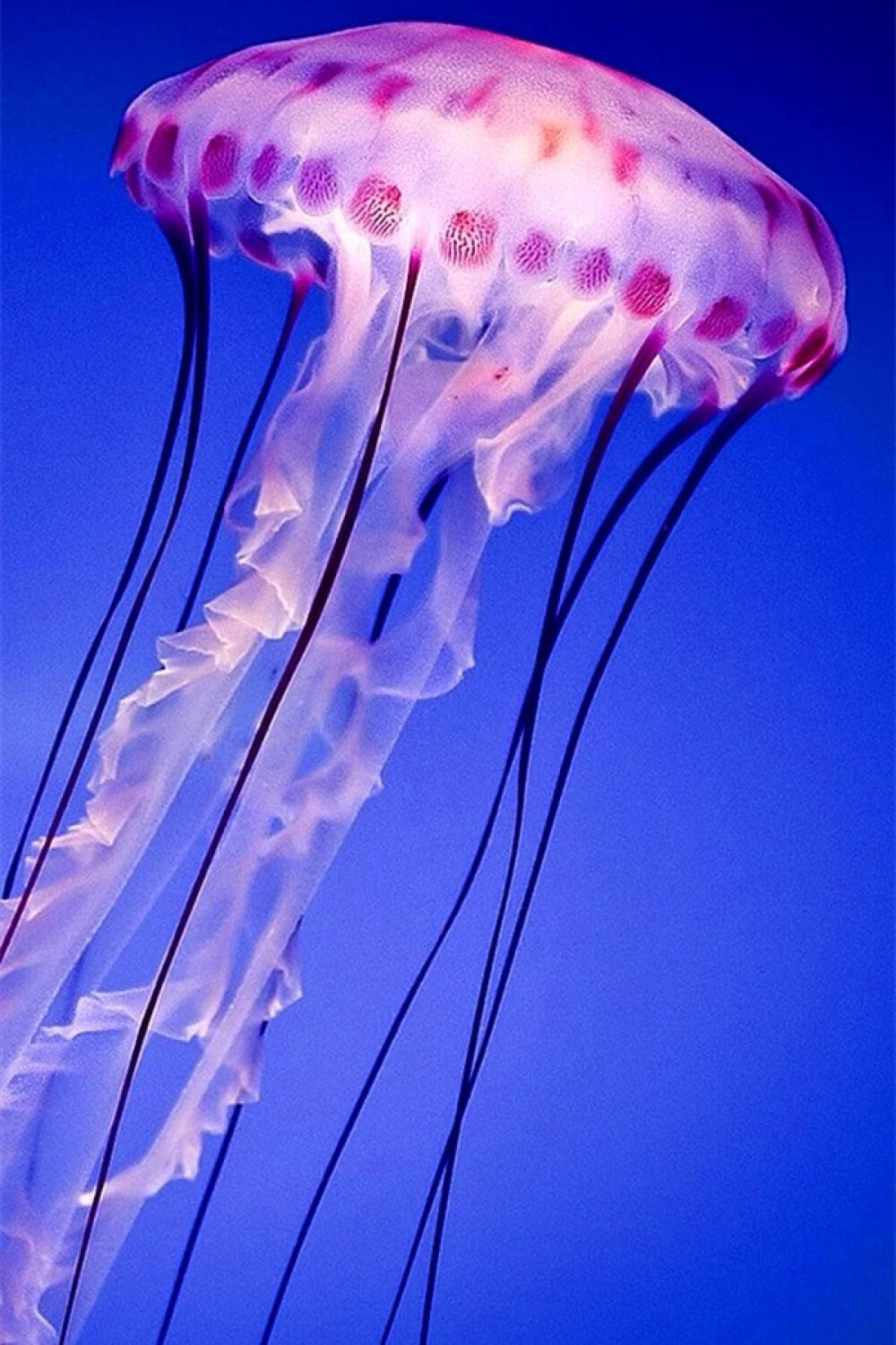 水母- 堆糖,美图壁纸兴趣社区