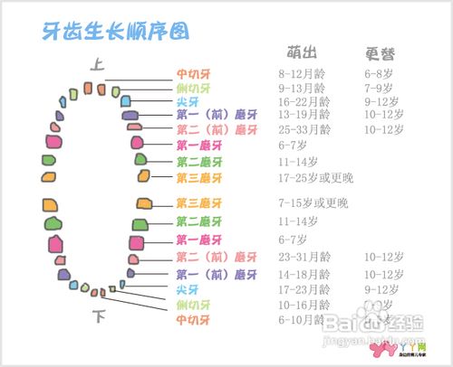 小孩长牙顺序图片