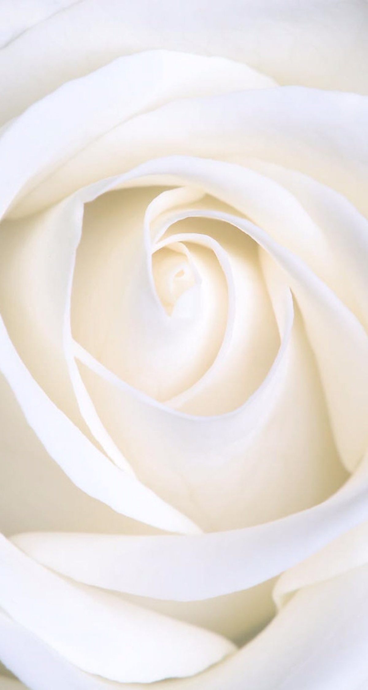 白玫瑰微信背景图图片