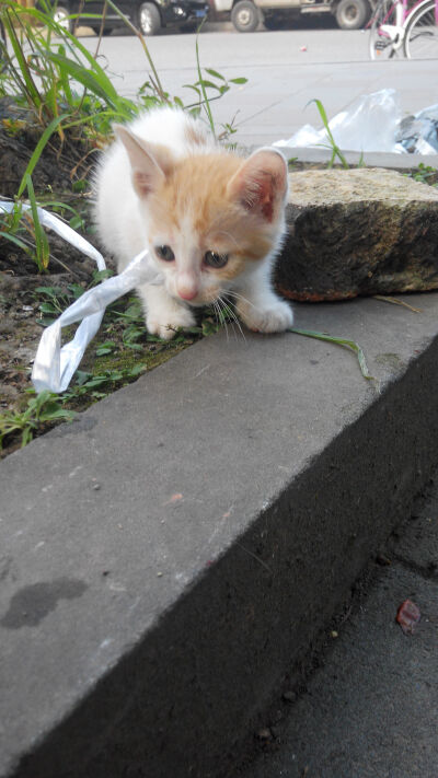 可怜猫咪表情包