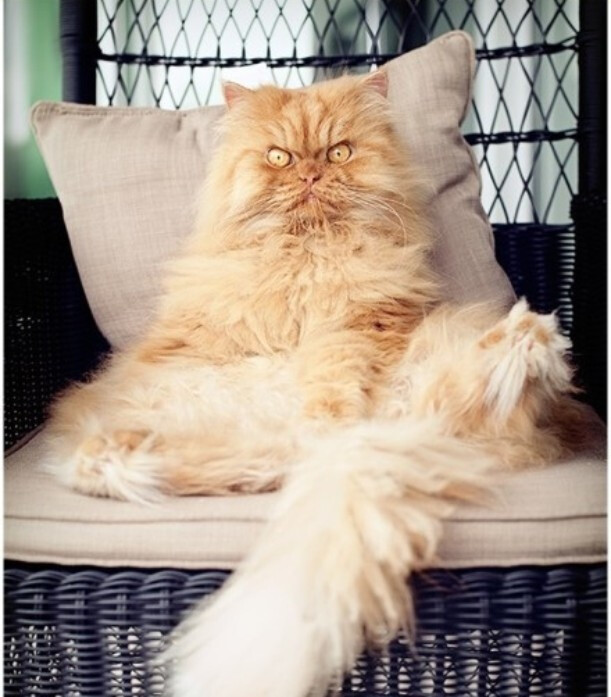 有木有觉得……这应该是世界上最霸气侧漏的一只猫…… 其实……他的