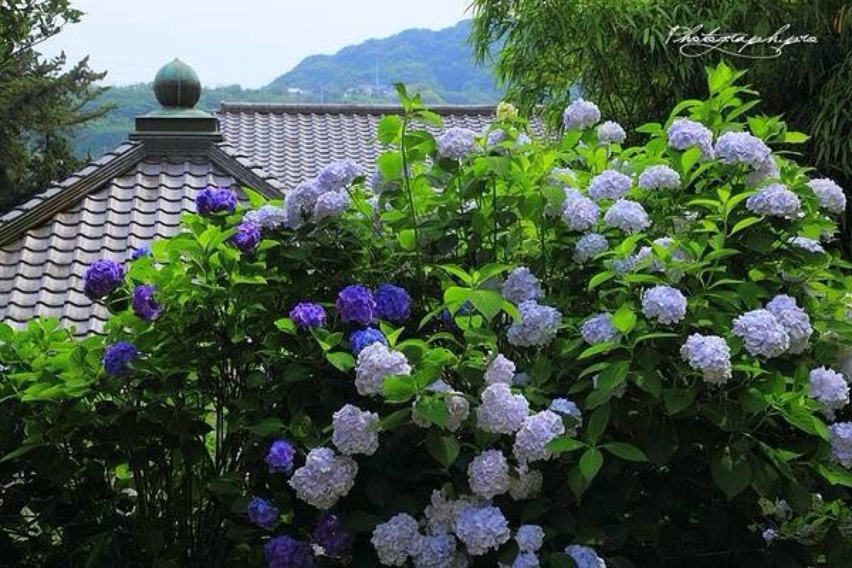 日本下之水神社の紫阳花