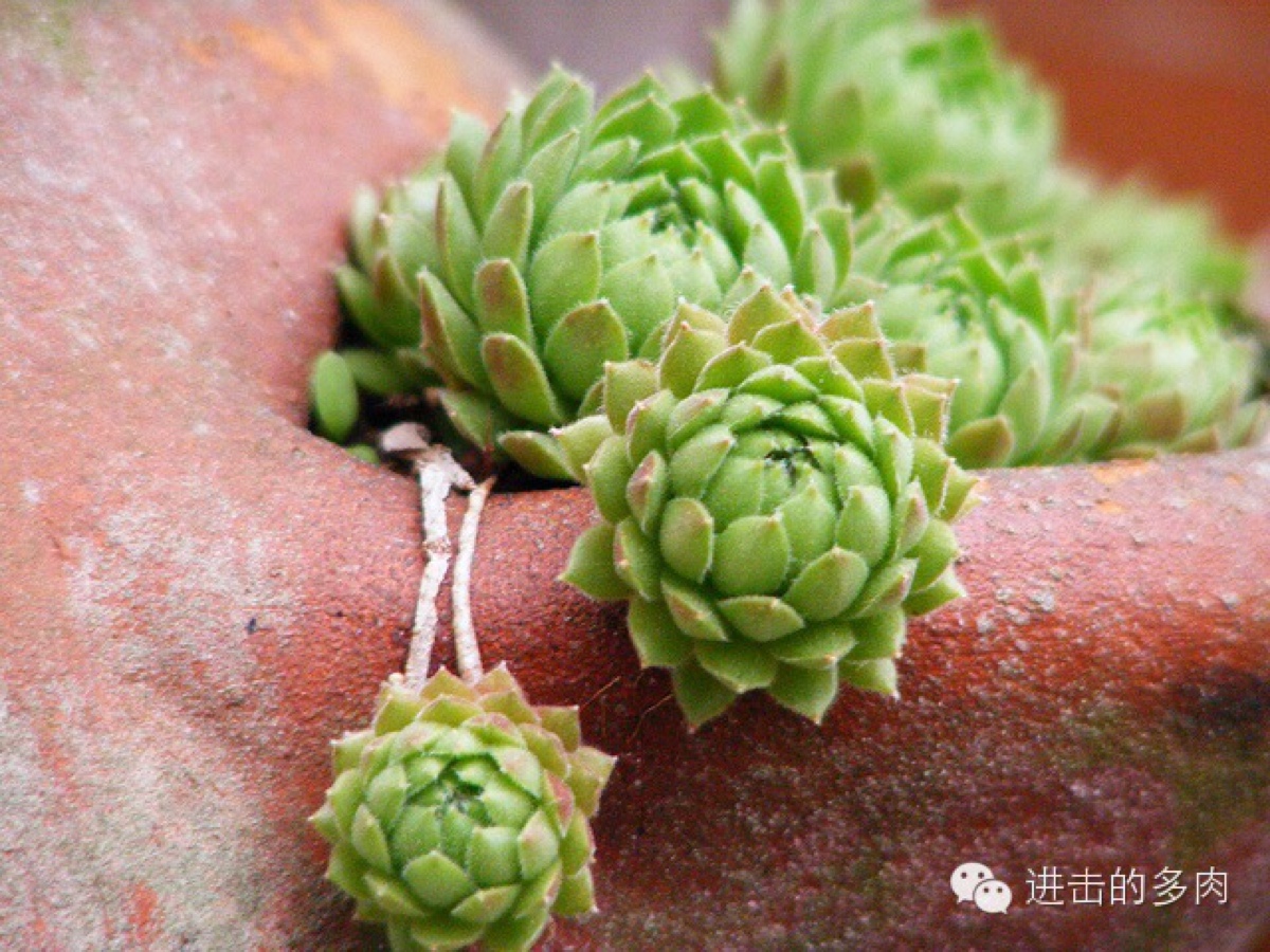 长生草,色彩的梦境