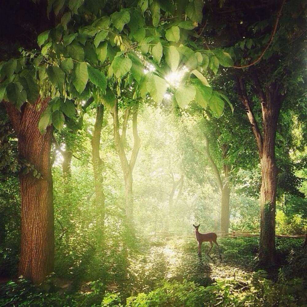 鹿是森林里行走的树
