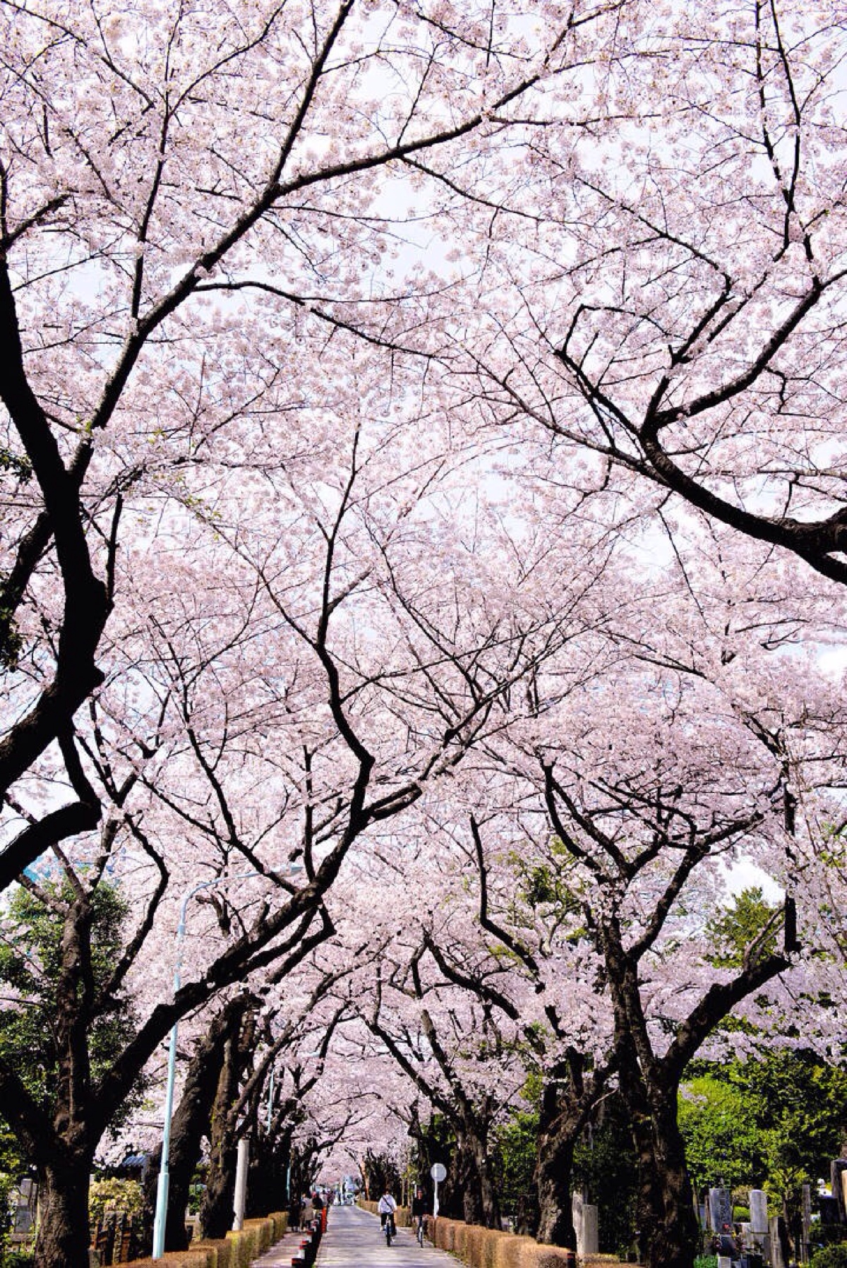 日本樱花照片最美图片