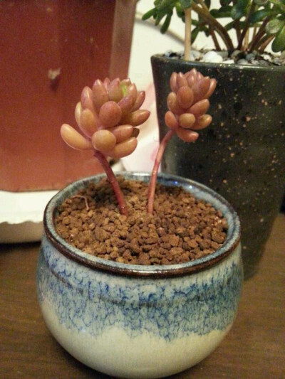 白石同学