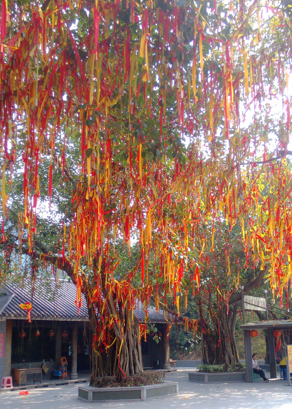 南海西樵山许愿树