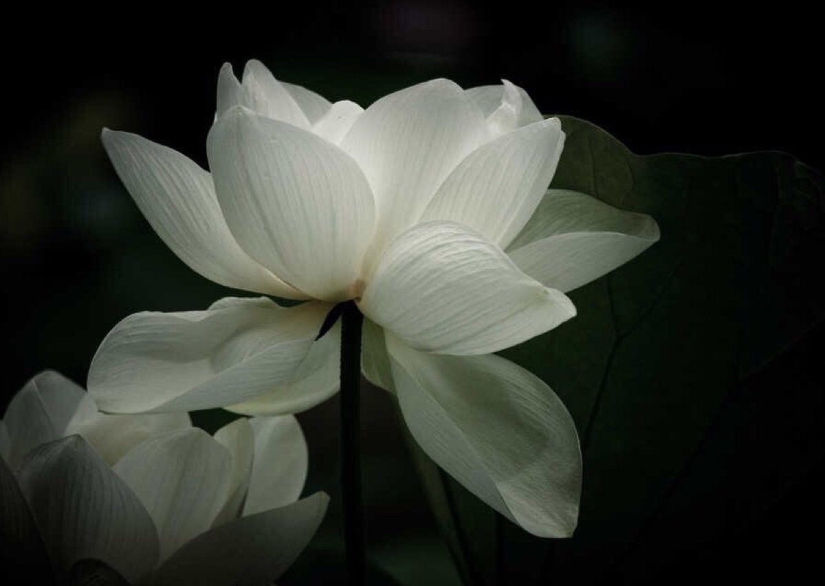 古风 一花一世界,一叶一如来;禅定无烦 堆糖,美图壁纸兴趣社区