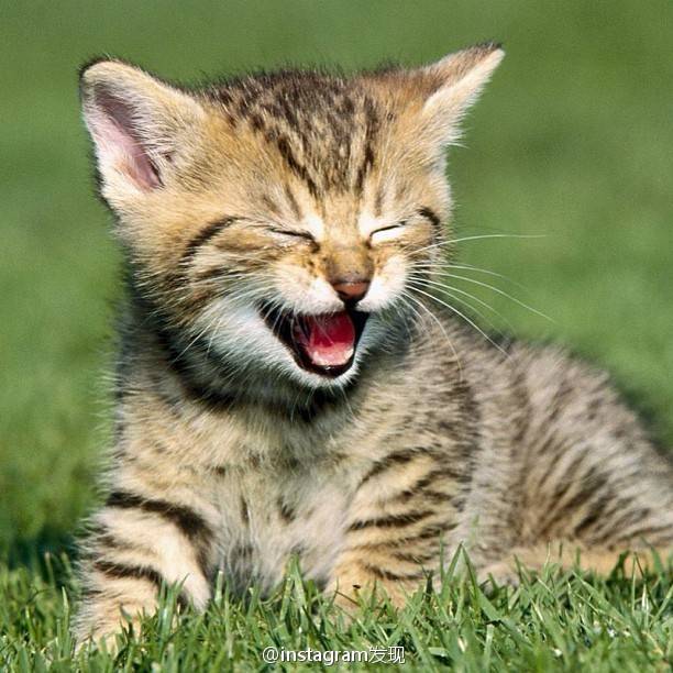 猫咪笑笑