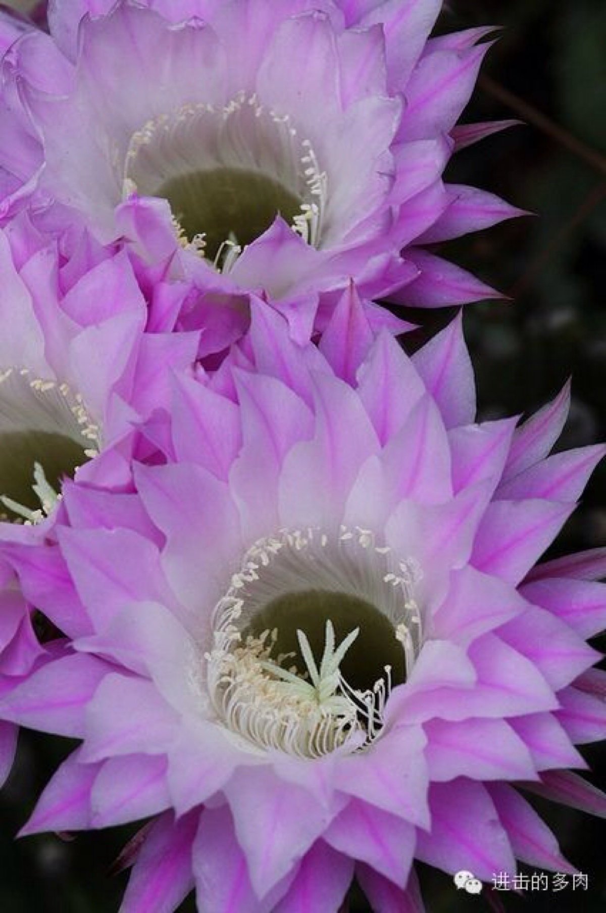 美到惊为天人的仙人掌花