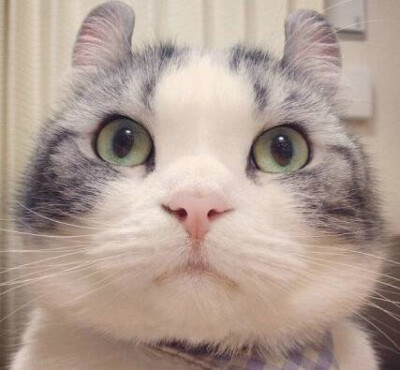 喵喵头像 ·猫