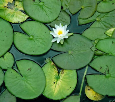 睡莲,又称子午莲,水芹花,是属于睡莲科睡莲属的多年生水生植物,睡莲是
