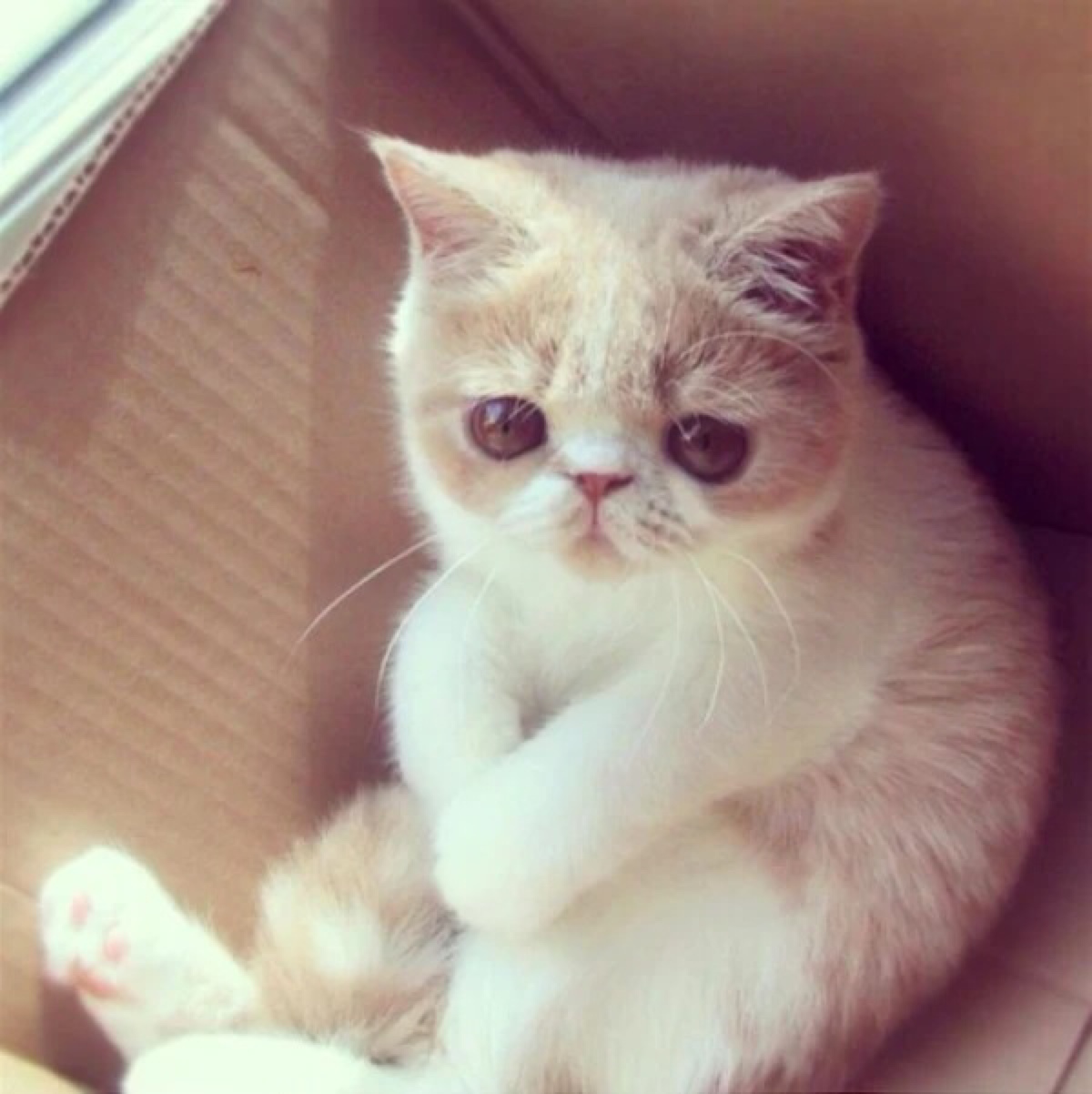 萌萌猫咪 堆糖,美图壁纸兴趣社区